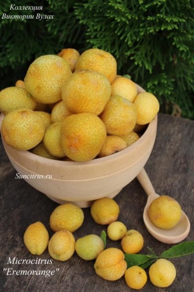 Microcitrus Eremorange2 - 